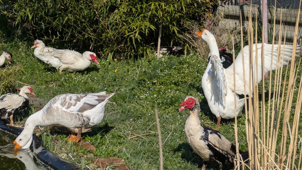 Vând ouă de rate mute pentru incubat