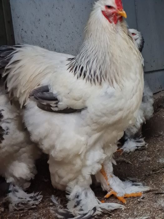 Cocos Brahma Columbia alb albastru