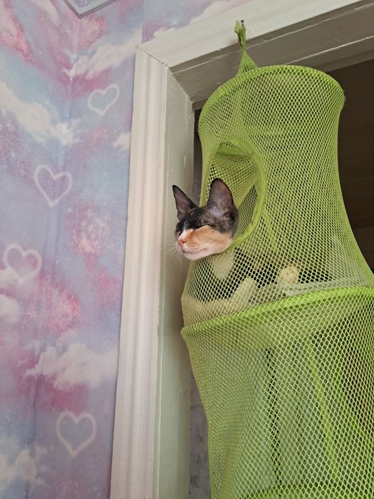 Вязка. Ищем котика для кошечки.