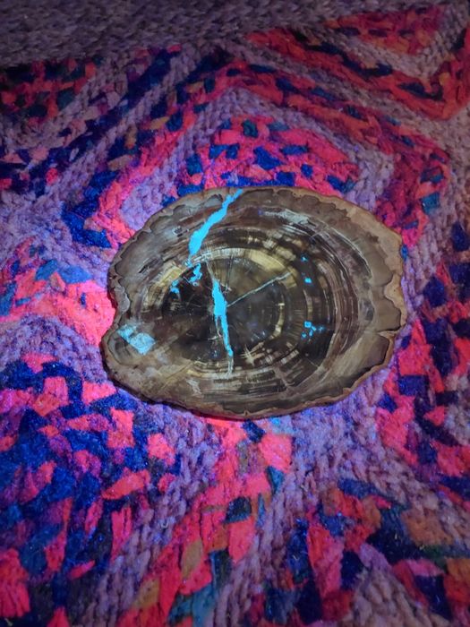 „RAR! Lemn Pietrificat Madagascar XL 21cm - Fluorescență Albastră UV”