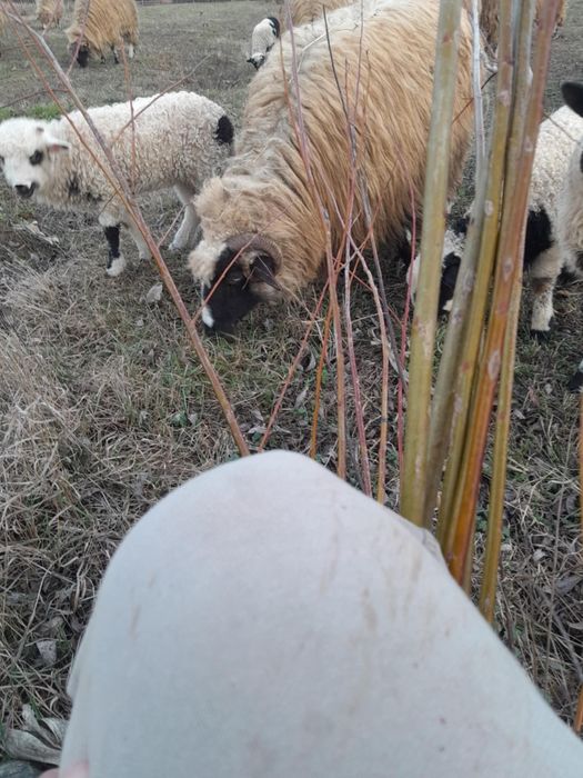 Vând oi tinere cu miei