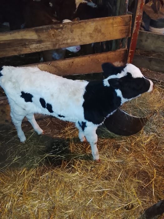 Продам телят тёлочки