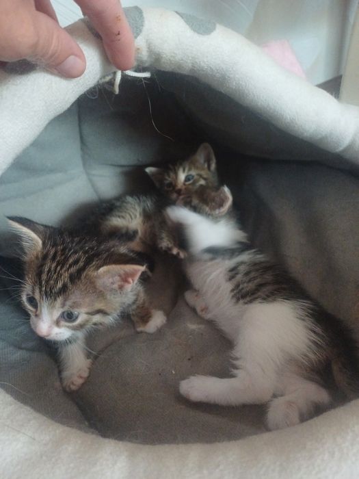 Ищем дом котятам