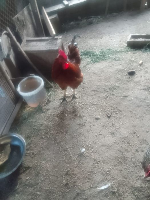 Продам двух петушков