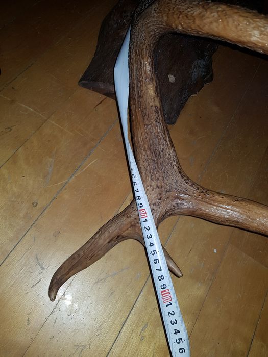 REDUCERE! Corn trofeu cerb 7 raze 110 cm pe postament din lemn