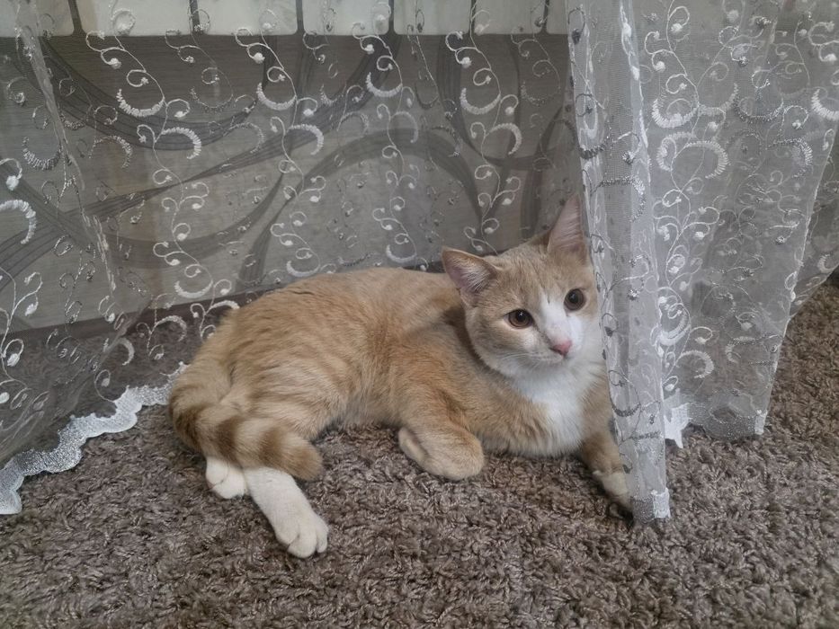 Отдадим кота в добрые руки бесплатно