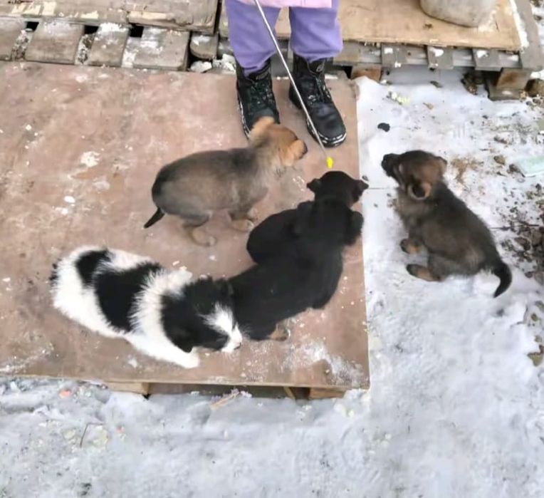 Отдам щенят в добрые руки