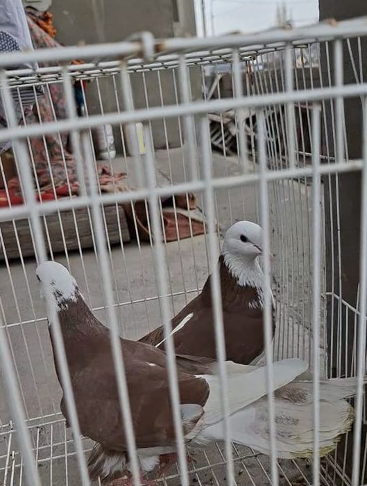 Продам    голуби белыйголовый