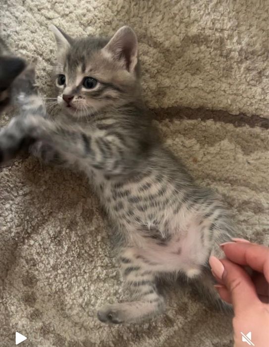 Котята в хорошие руки