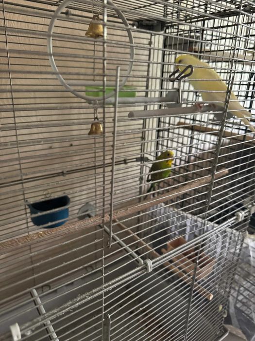 Продам пару волнистых попугаев