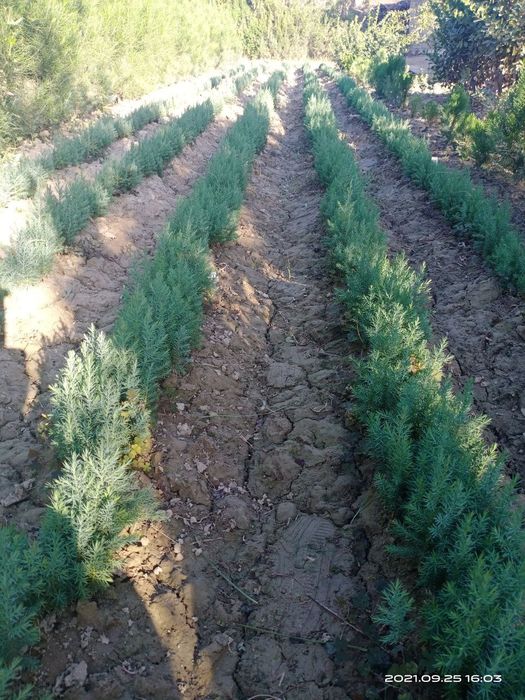 Sifatli archa koʻchatlari