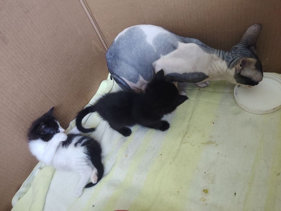 Митисы мейнкун и сфинкс котята