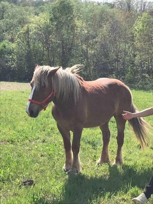 Vând iapa linia fitero