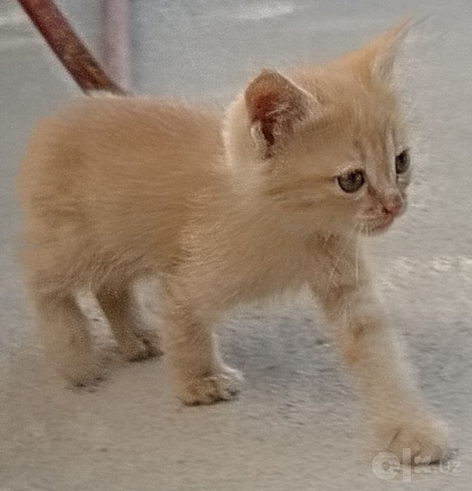 Kichkina uy mushukchasi