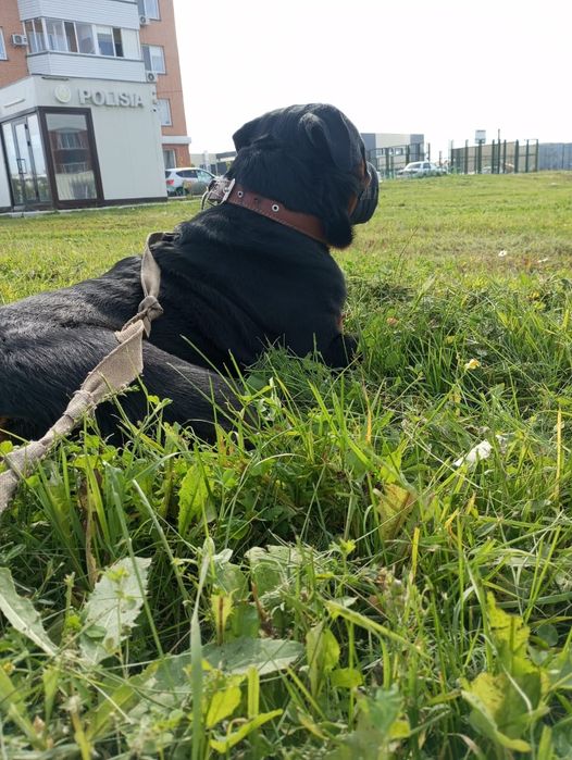 Ротвейлер, вязка, ищет подругу)))