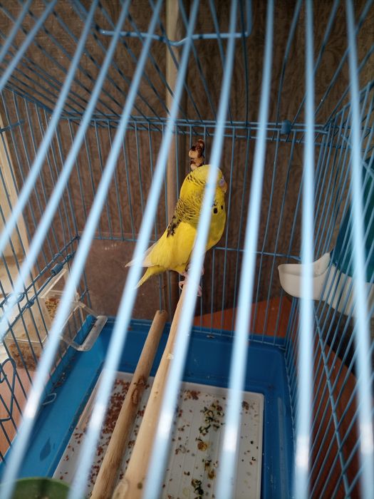 Продам попугая Рикки 5 месяцев