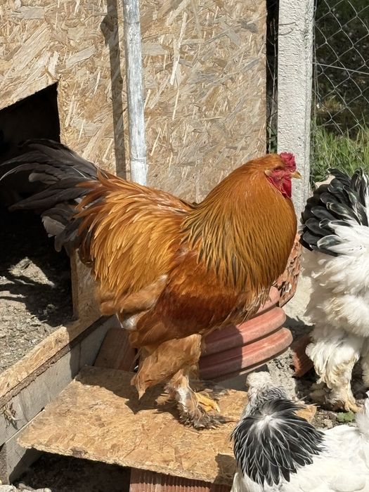 Cocoș Brahma de vanzare