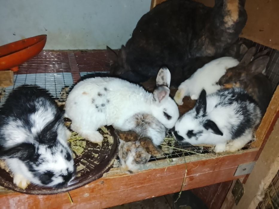 Куйонлар хар хил