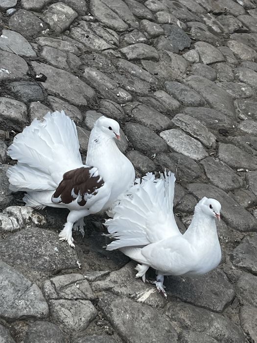 Porumbei voltati indieni de vanzare (2025-2026)