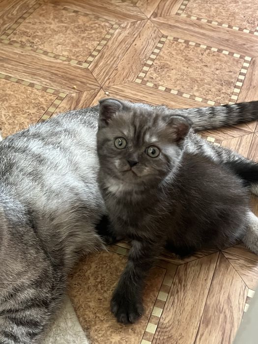Продам шотландского котенка