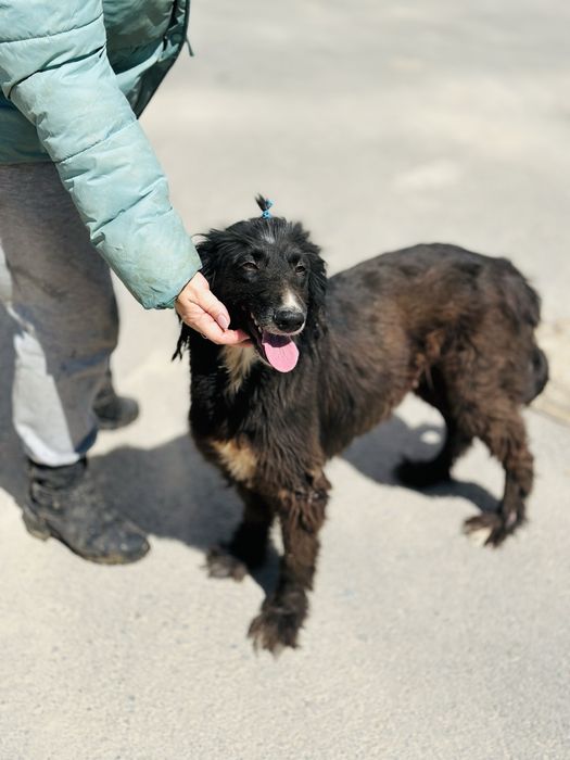 Тазы девочка. Ищет семью