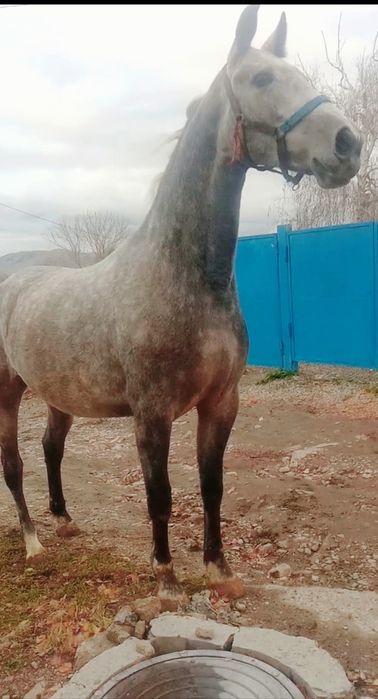 Продам орловскую кобылку