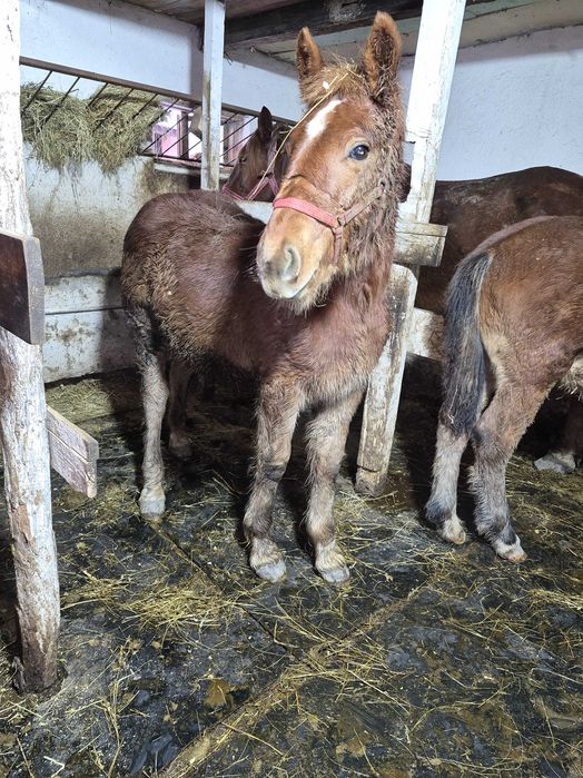 De vanzare, manza, 6 luni