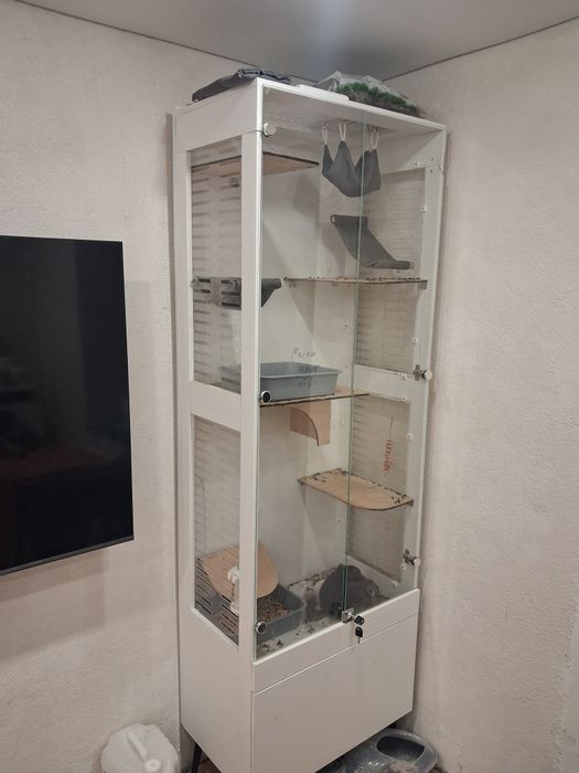 Шиншиллы с клеткой