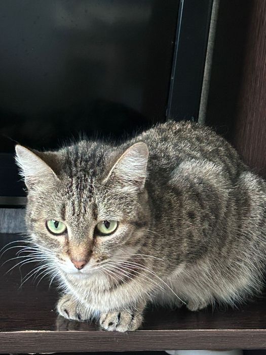 Ищем дом для кошечки