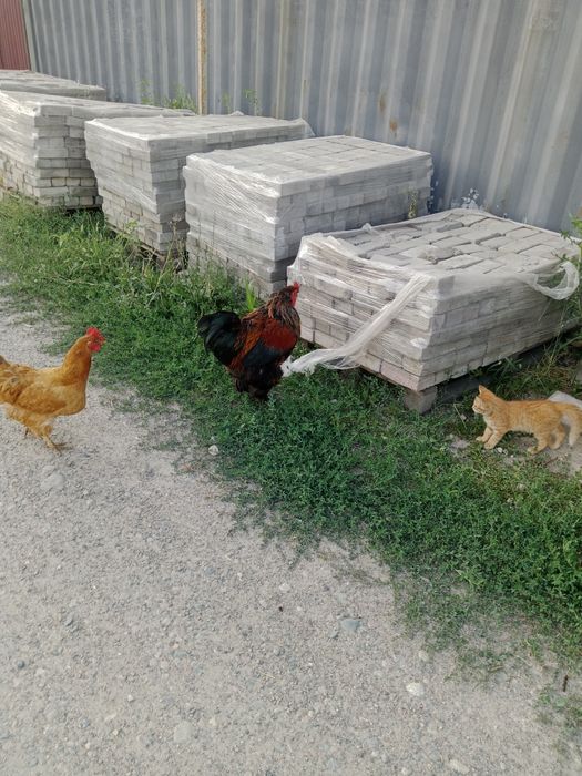 Продам петуха 4 года,