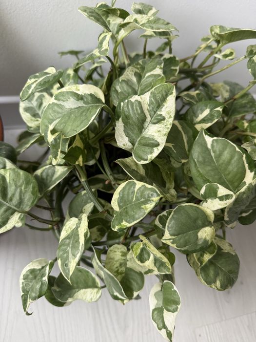 Продам цветы  комнатные