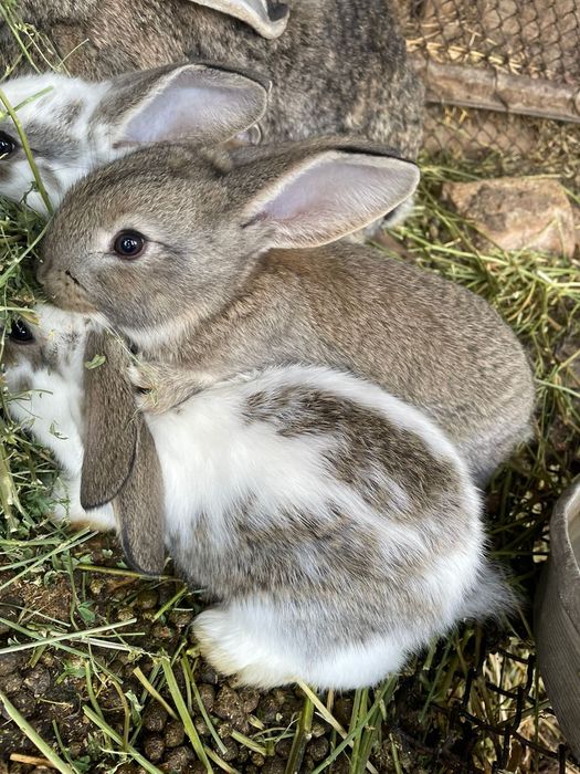 Крольчата 1 месяц,1.5 месяц