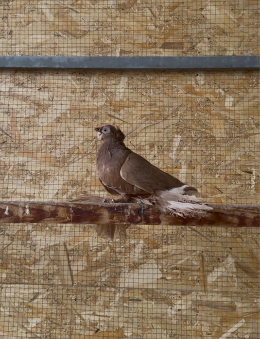 Продается голуби