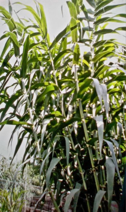 Trestie Gigant -Gard Verde de protectie -Arundo Donax Aurea (min 3 buc