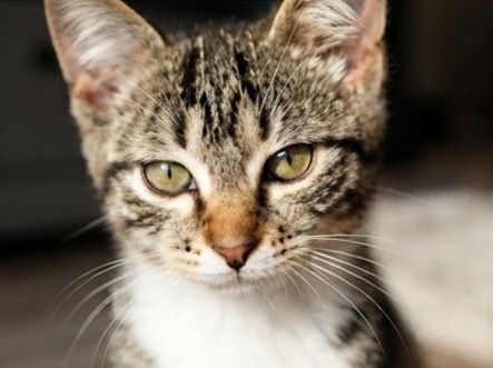 Котята мальчики в добрые руки! 3 месяца.