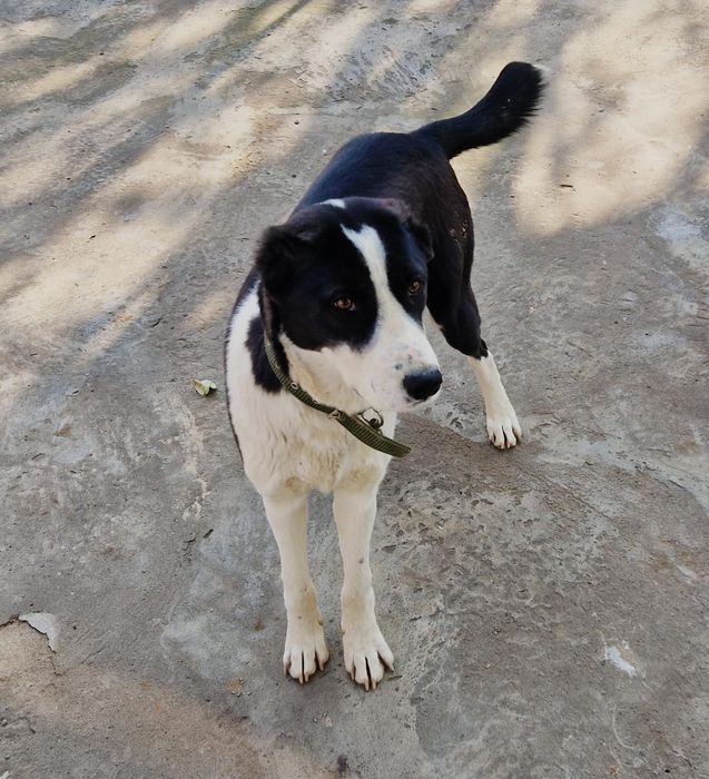 Собака собака собака