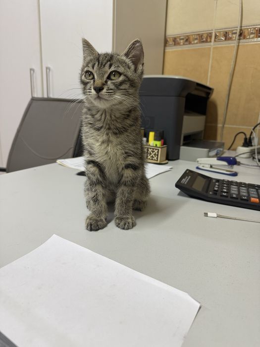 Красивые котята!