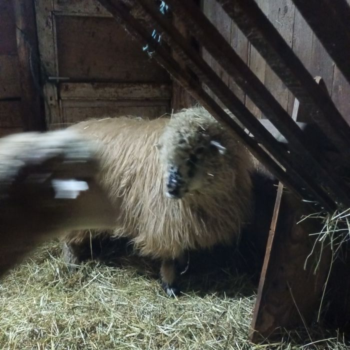 Vând patru oi bune de ținut