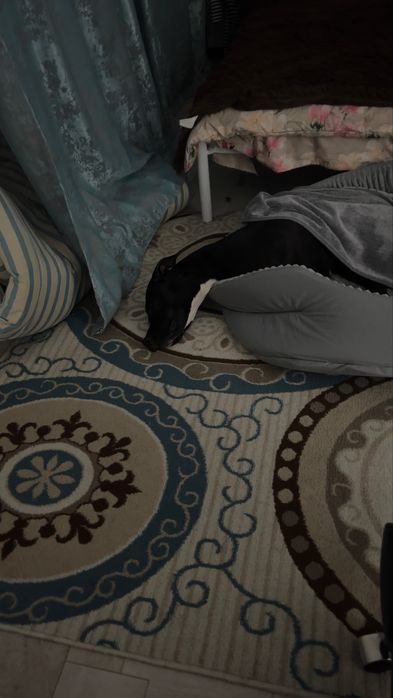 Американский питбуль-терьер