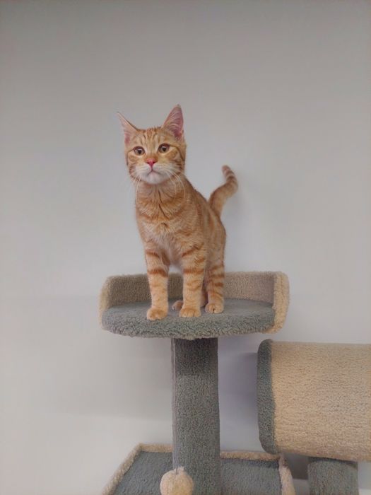 Котенок мальчик, вакцинирован,  имеет паспорт. Ташкент