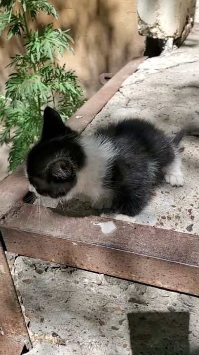 Отдам котят 1,5 месяцев