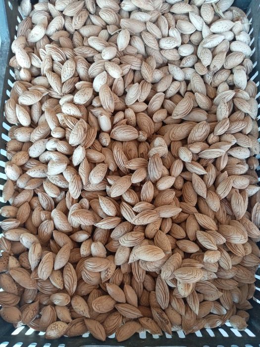 Bodom narxi kelishiladi