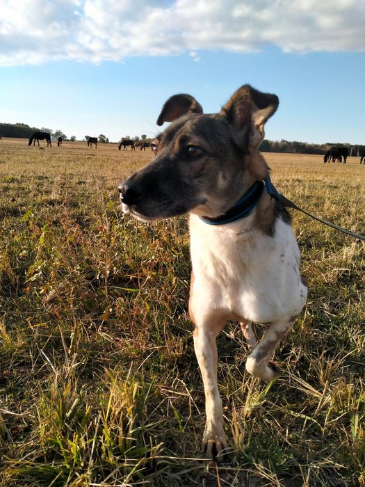 Звоночек в дом СРОЧНО, собака в дом