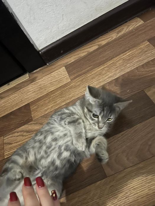 Отдам даром котят