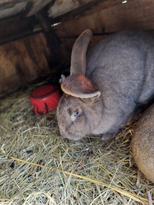 Vând iepuri pui și adulti