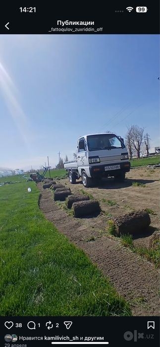 Gazon ekish xizmati samarqand