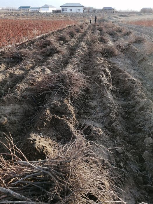 Gigant(so'g'diyona) va qora kishmish(oq cho'p)  mayizbob uzum navlari