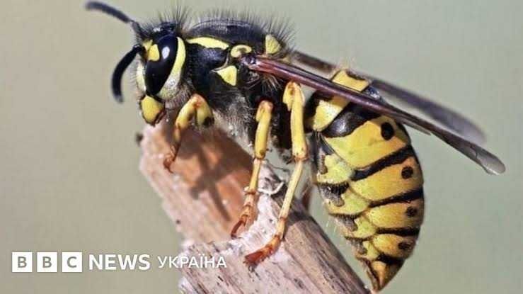 Насекомых нет , избавим от насекомых