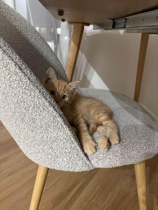 Котенок мальчик в добрые руки 3 месяца