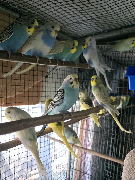 Vând  pui peruși la bucata sau angro